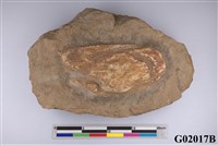 藏品(螃蟹化石)的圖片